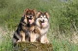 CHIEN FINNOIS DE LAPONIE 289